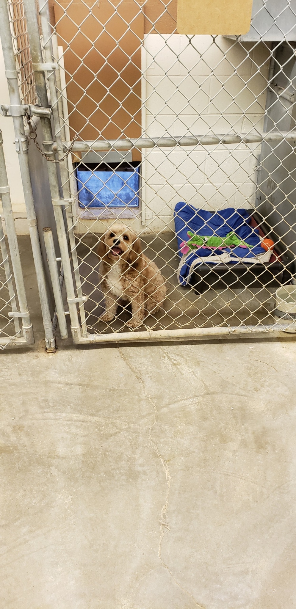 Tour the Facility Busch's Kennel Cape Girardeau, MO